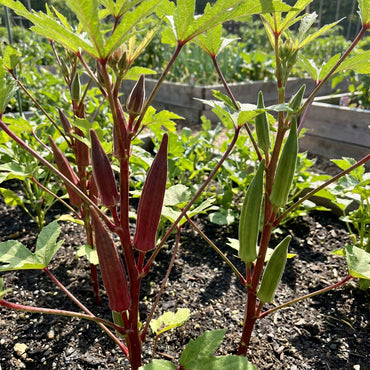 Red Green Okra Planting Seeds for Vegetables