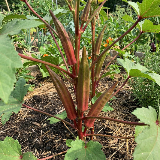 Red Green Okra Planting Seeds for Vegetables