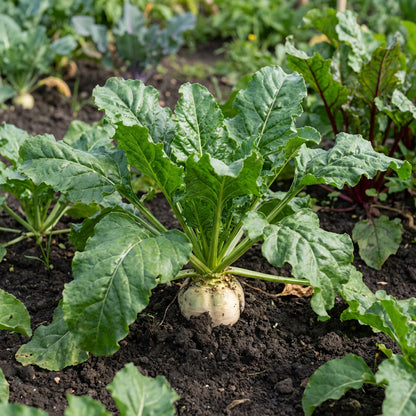 White Sugar Beet Seeds for Vegetable Planting