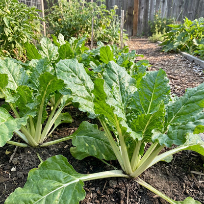 White Sugar Beet Seeds for Vegetable Planting