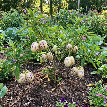 White Purple Pepino Vegetable Seeds for Planting