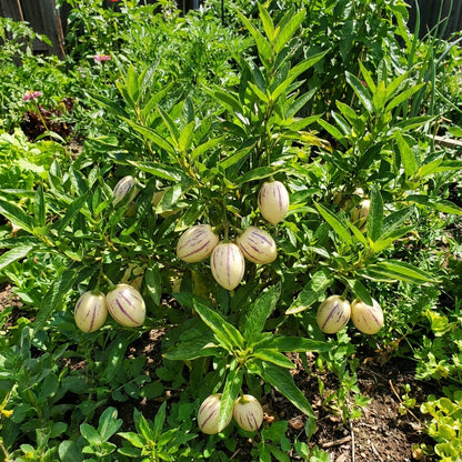 White Purple Pepino Vegetable Seeds for Planting