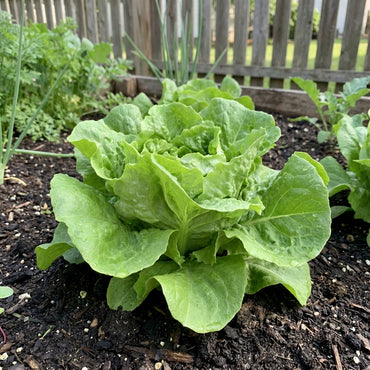 Green Bibb Vegetable Seeds, Essential Planting Tips