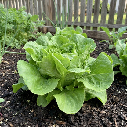 Green Bibb Vegetable Seeds, Essential Planting Tips