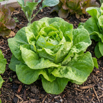 Green Bibb Vegetable Seeds, Essential Planting Tips