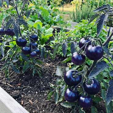 Dark Violet Tomato Vegetable Seeds for Planting - Unleash Your Garden's Potential with Unique Color and Flavor