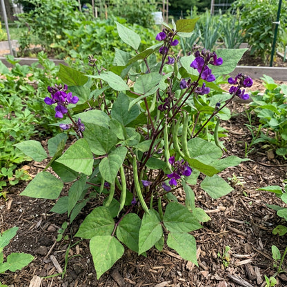 Green Violet Bean Seeds - Planting Guide & Tips