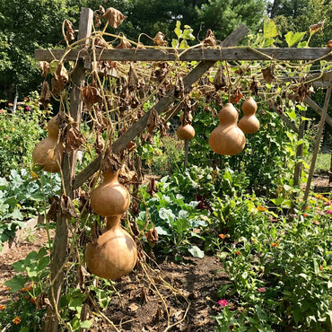 Brown Bottle Gourd Seeds for Vegetable Planting