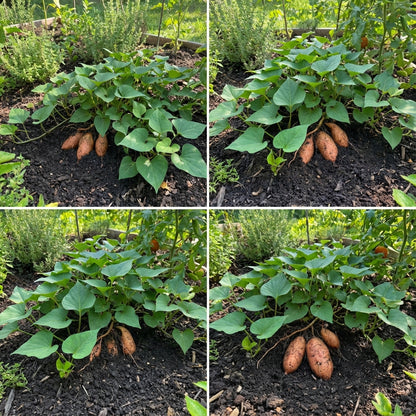 Orange Batatas Potato Seeds for Planting