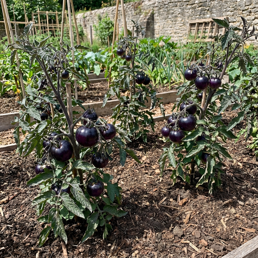 Dark Violet Tomato Vegetable Seeds for Planting - Unleash Your Garden's Potential with Unique Color and Flavor