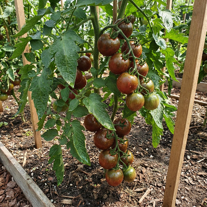 Marron Tomato Seeds for Planting - Premium Vegetable Seeds