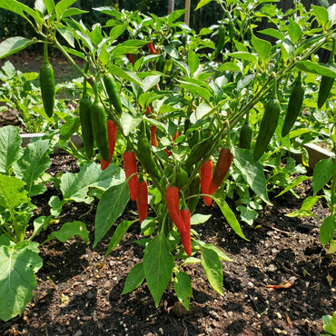 Mixed Serrano Chili Seeds for Home Gardening