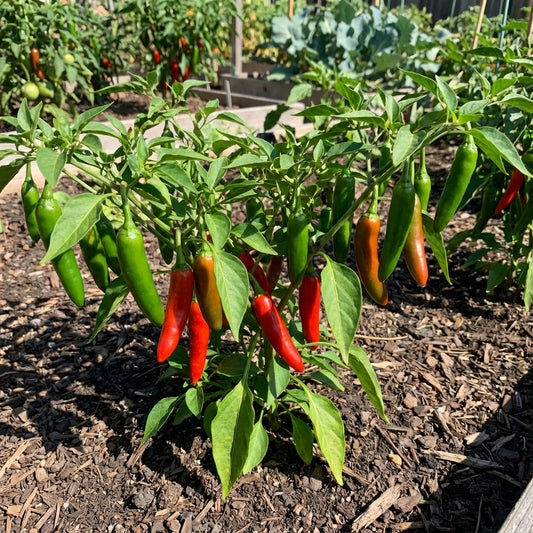 Mixed Serrano Chili Seeds for Home Gardening