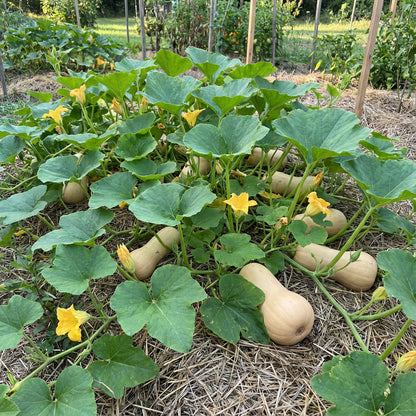 Yellow Butternut Vegetable Seeds Planting