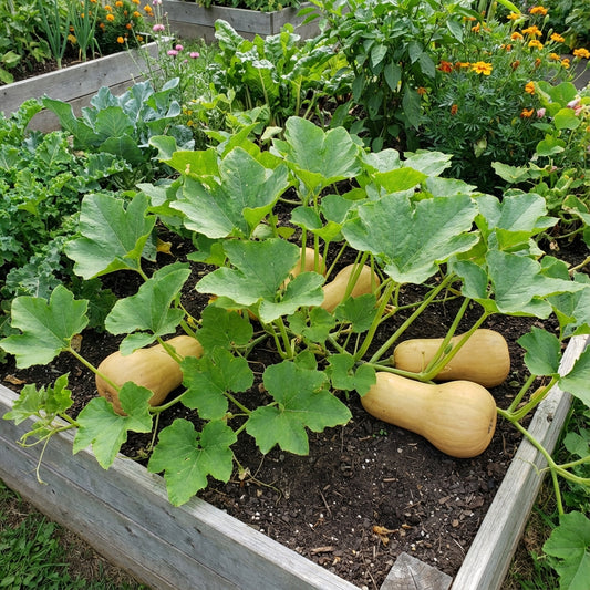 Yellow Butternut Vegetable Seeds Planting