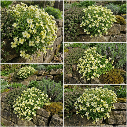 Light Yellow Aubrieta Flower Seeds for Colorful Planting Displays