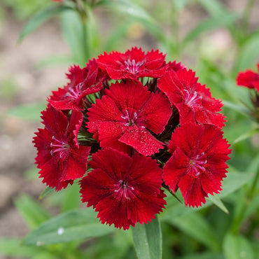 Dianthus Caryophyllus Flower Seeds for Planting - Vibrant Baren Red for Colorful Displays
