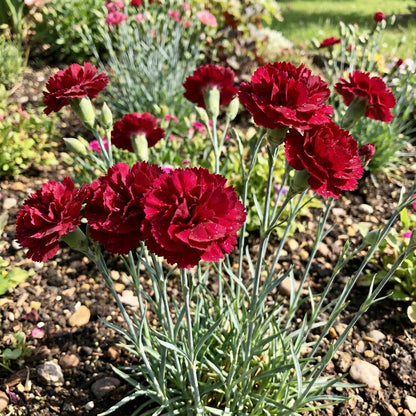 Dianthus Caryophyllus Flower Seeds for Planting - Vibrant Baren Red for Colorful Displays
