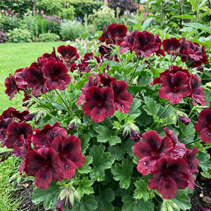 Dynamic Dark Pink Black Geranium Flower Seeds for Striking Planting