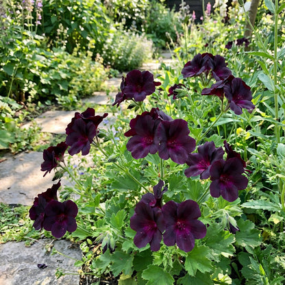 Dynamic Dark Pink Black Geranium Flower Seeds for Striking Planting