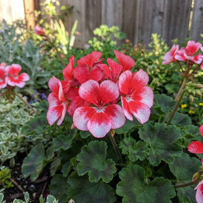 Pflanzen von Geranien-Samen in Kastanienrot & Weiß für einen lebendigen Garten