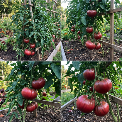 Dark Red Big Huge Tomato Seeds for Planting