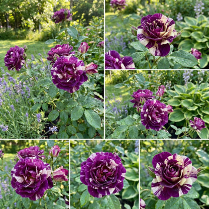Rosensamen zum Pflanzen – Elegante lila und weiße Blüten für einen farbenfrohen Garten