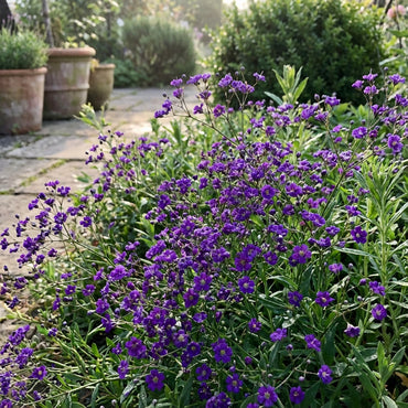 Dark Purple Gypsophila Flower Seeds - Perfect for Bold Floral Arrangements