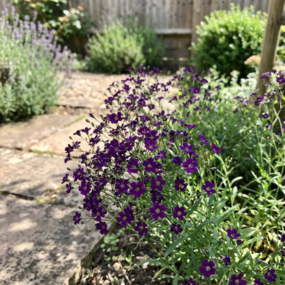 Dark Purple Gypsophila Flower Seeds - Perfect for Bold Floral Arrangements