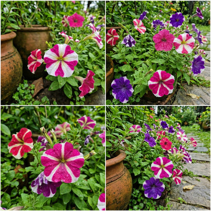 Colorful Petunia Seeds for Planting - Brighten Up Your Garden