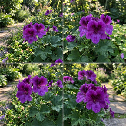 Geranium Perennial Pelargonium Peltatum Seeds for Planting Vibrant Purple Blooms