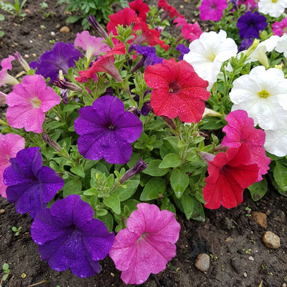 Petunia Flower Seeds for Planting - Mixed Colors for Stunning Gardens