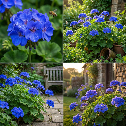 Vibrant Blue Pelargonium Flower Seeds for Striking Planting Displays