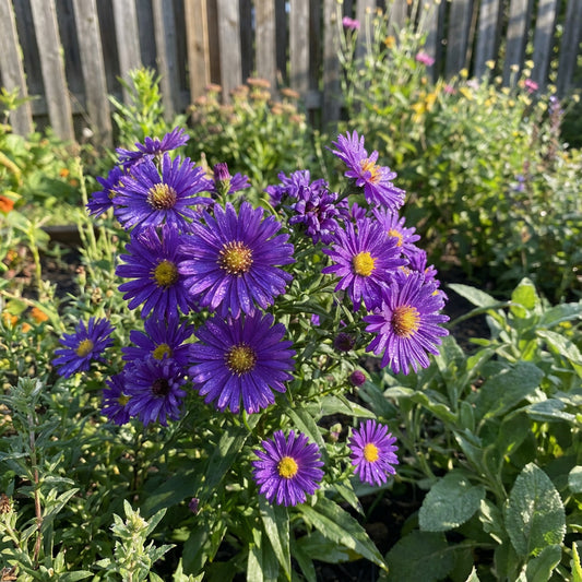 Purple Aster Flower Seeds for Planting | Exotic Elegance for Bold Gardens