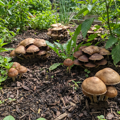 Brown Mushroom Seeds for Planting - Grow Nutritious & Tasty Mushrooms