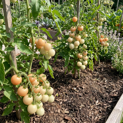 Cream Orange Tomato Vegetable Seeds for Planting