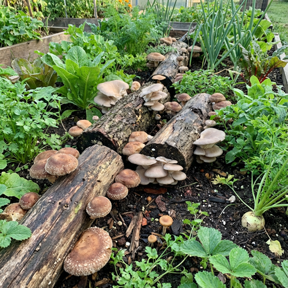 Mushroom Vegetable Seeds - Plant Unique and Nutritious Gray Mushrooms