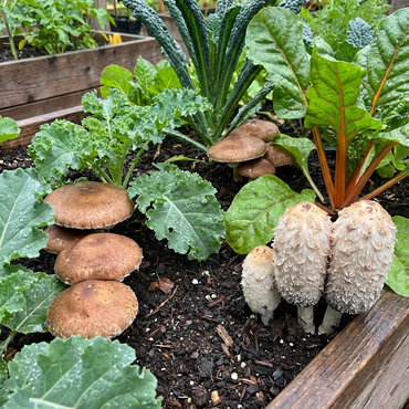 Mushroom Vegetable Seeds - Plant Unique and Nutritious Gray Mushrooms