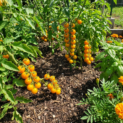 Sweet Orange Tomato Seeds for Planting - Savor the Deliciously Sweet and Juicy Orange Tomatoes