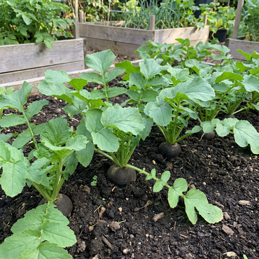 Planting Black Radish Seeds - Unique Flavor for Your Garden