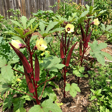 Maroon Red Okra Seeds for Easy Planting