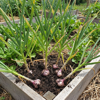 Black Garlic Vegetable Seeds for Planting - Add Unique Flavor & Nutrition