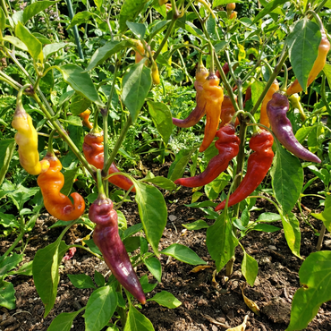 Multi-Colored Flavors with Penis Chili Vegetable Seeds for Bold Gardens