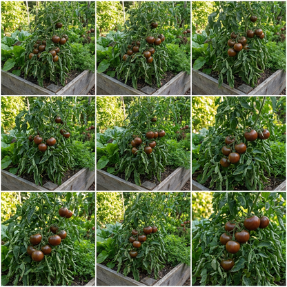 Brown Tomato Vegetable Seeds for Nutritious and Flavorful Gardens - Perfect for Planting