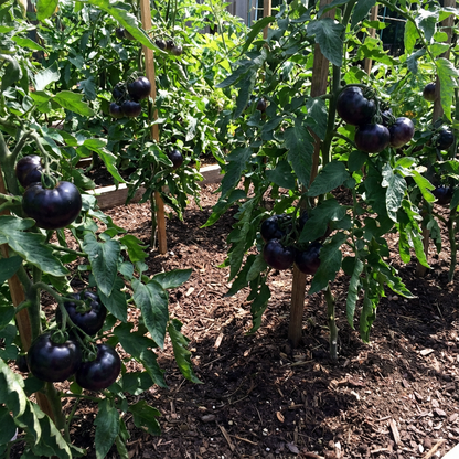 Exotic Black Tomato Seeds for Unique and Delicious Planting
