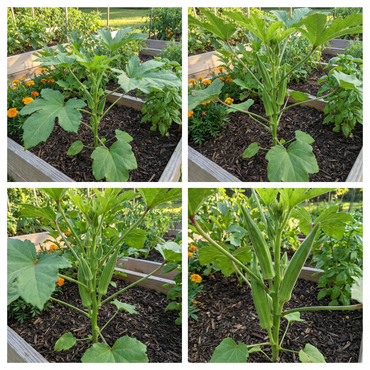 Green Okra Vegetable Seeds for Planting - Cultivate Nutritious Okra for a Flavorful Harvest