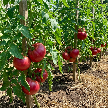 Dark Red Tomato Vegetable Seeds for Planting