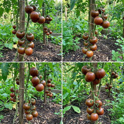 Brown and Yellow Tomato Seeds for Planting