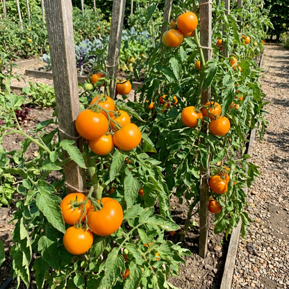 Tomato Orange Seeds for Planting: Quality Seeds for Your Garden