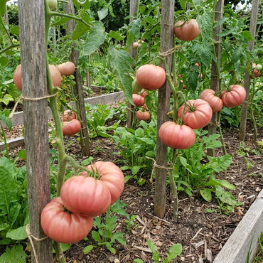 Pink Tomato Seeds for Planting